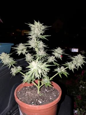 1000000759.webp 1000000759.webp