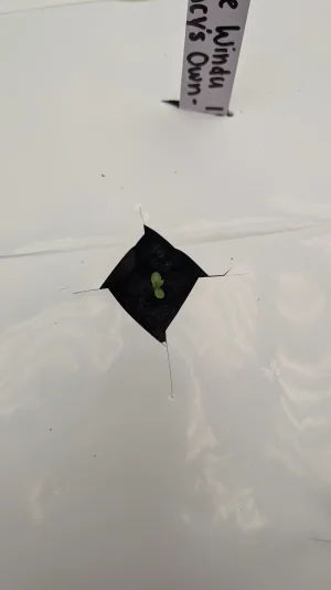 PXL_20251103_175805548.MP.webp PXL_20251103_175805548.MP.webp