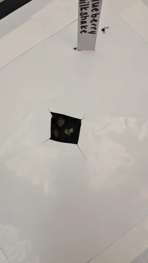 PXL_20251103_175825743.MP.webp PXL_20251103_175825743.MP.webp