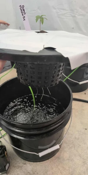 received_782473797952219.webp received_782473797952219.webp