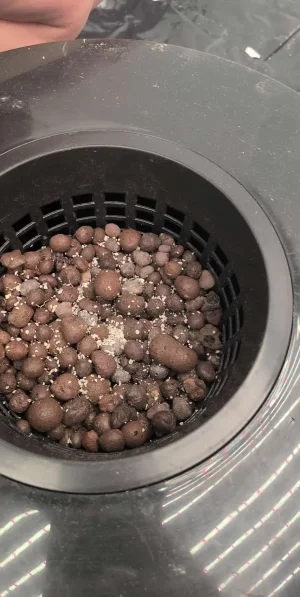 received_1130647709274438.webp received_1130647709274438.webp