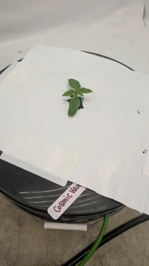 PXL_20251111_205638056.MP.webp PXL_20251111_205638056.MP.webp