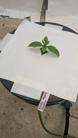 PXL_20251111_205630158.MP.webp PXL_20251111_205630158.MP.webp