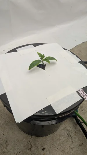 PXL_20251111_200130995.MP.webp PXL_20251111_200130995.MP.webp