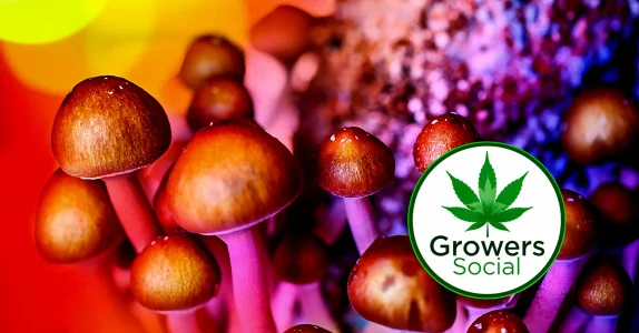 Psychedelic_Mushrooms_Color-1200x628-Facebook.webp