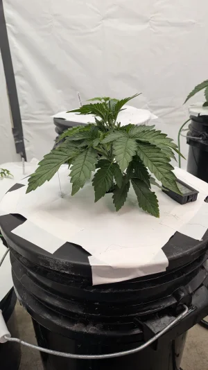 PXL_20251116_163146945.MP.webp PXL_20251116_163146945.MP.webp