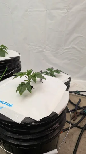 PXL_20251116_163143325.MP.webp PXL_20251116_163143325.MP.webp