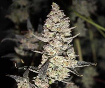 Nov 5 Alask TF 5.webp