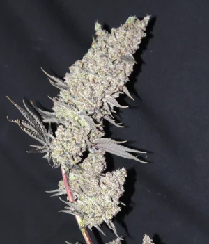 Nov 5 Alaska Thunderfuck 2.webp