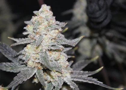 Oct 18 Zamal Dreams.webp