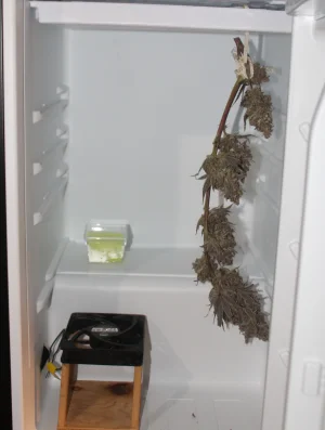 fridge bud fan sponge.webp