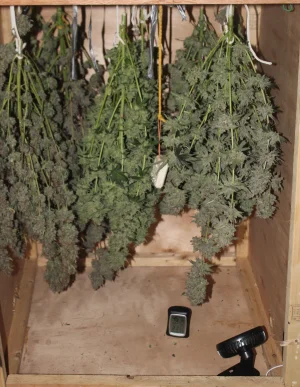 Nov 6 Dry box full.webp