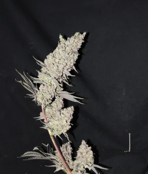 Nov 5 Alask Thunderfuck 1.webp