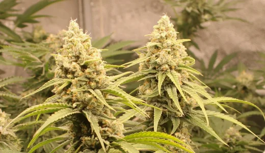 mac n cheeese twins w6.5 a.webp