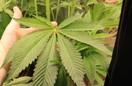 Wedding Cake leaf.webp