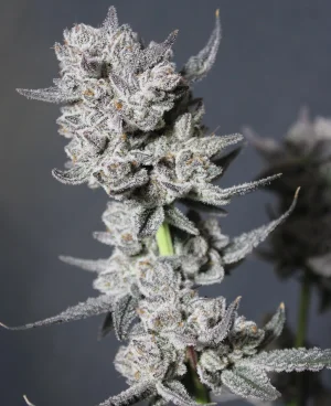 Feb 18 Ice cream cake1.webp