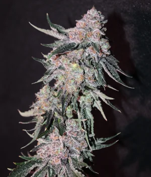 Wedding cake 10 w 3a2.webp