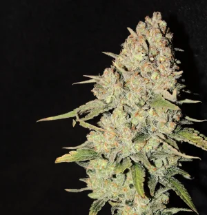 BmacnCheese 10w1.webp