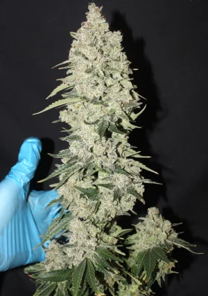 Nov 5 Zamal Dreams P2 hand.webp