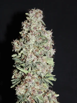 Nov 3 Grape Skunk 2.webp Nov 3 Grape Skunk 2.webp