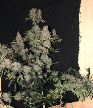 Nov 4 Grape Skunk 2.webp Nov 4 Grape Skunk 2.webp