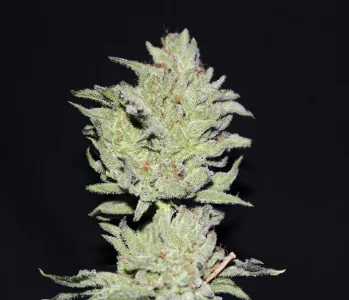 Nov 4 sm atf 3.webp Nov 4 sm atf 3.webp