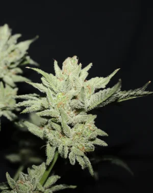 Nov 4 smATF.webp Nov 4 smATF.webp