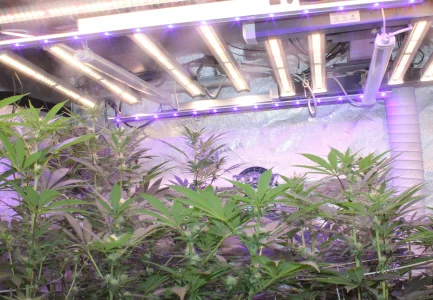 Mar 26 blues on 2.webp Mar 26 blues on 2.webp