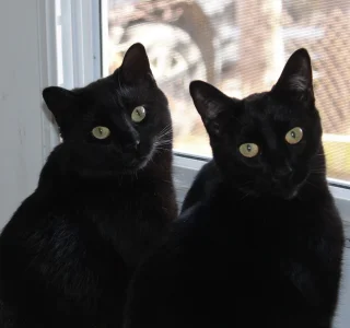 2boys.webp 2boys.webp