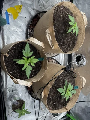 IMG_0805.webp IMG_0805.webp