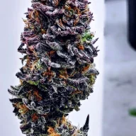 purplekush420