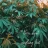 Sacha_Renee