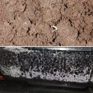 Silver and gold restart